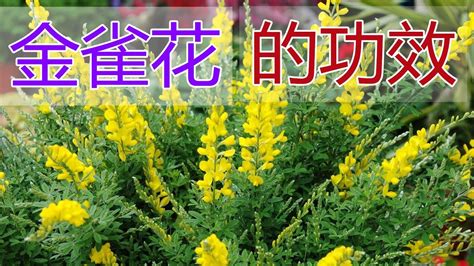 金雀花功效 收穫心態